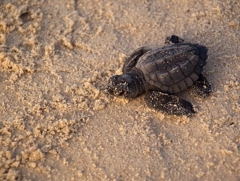piccola tartaruga di kemp