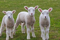 Il meteorologo Paolo Sottocorona premiato dalla Peta per l’appello contro il consumo di agnello