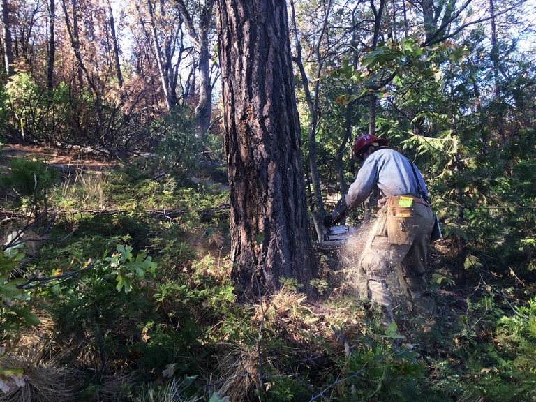 Taglio di alberi pericolosi