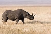 Con il bond rinoceronte, la finanza corre in aiuto delle specie in via di estinzione