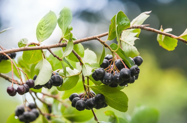aronia berries branch