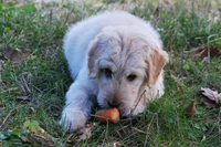 Integratori dalla natura per la dieta di cani e gatti