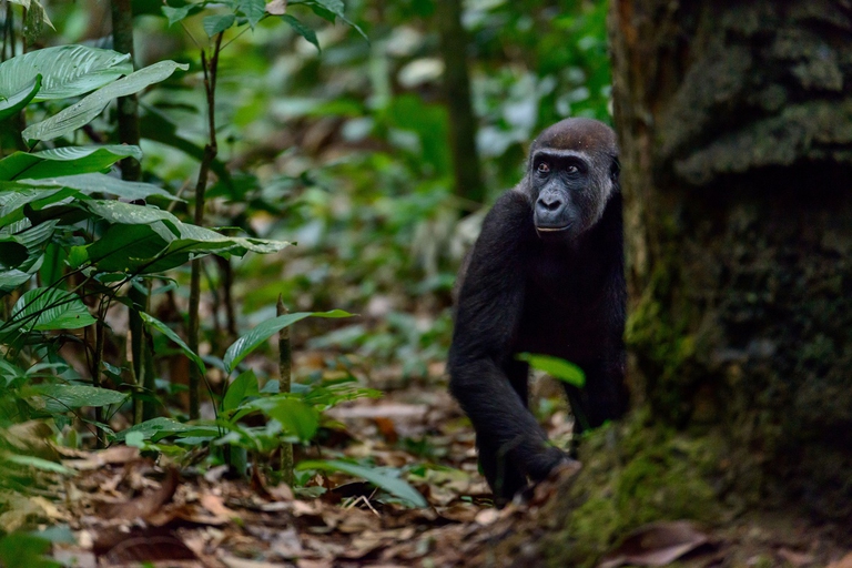 Esemplare di gorilla di pianura occidentale (Gorilla gorilla gorilla) 