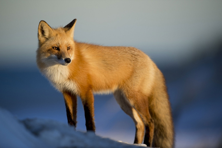 fox, our wild calling