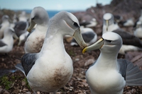 Albatross Island, dove decine di albatri sono nati nei nidi costruiti dal Wwf
