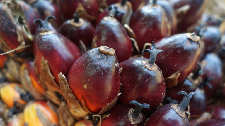 I semi dell'olio di palma