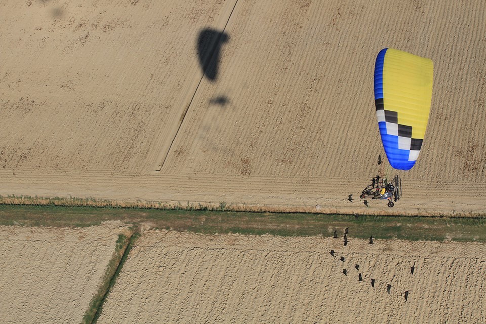 Ibis eremita in volo