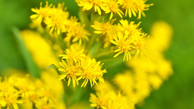 È una pianta erbacea perenne che produce numerosi fusti, alti fino ad un metro, abbondantemente ramificata. Cresce dal mare alla zona alpina nei luoghi secchi, nelle radure dei boschi, al bordo delle strade.