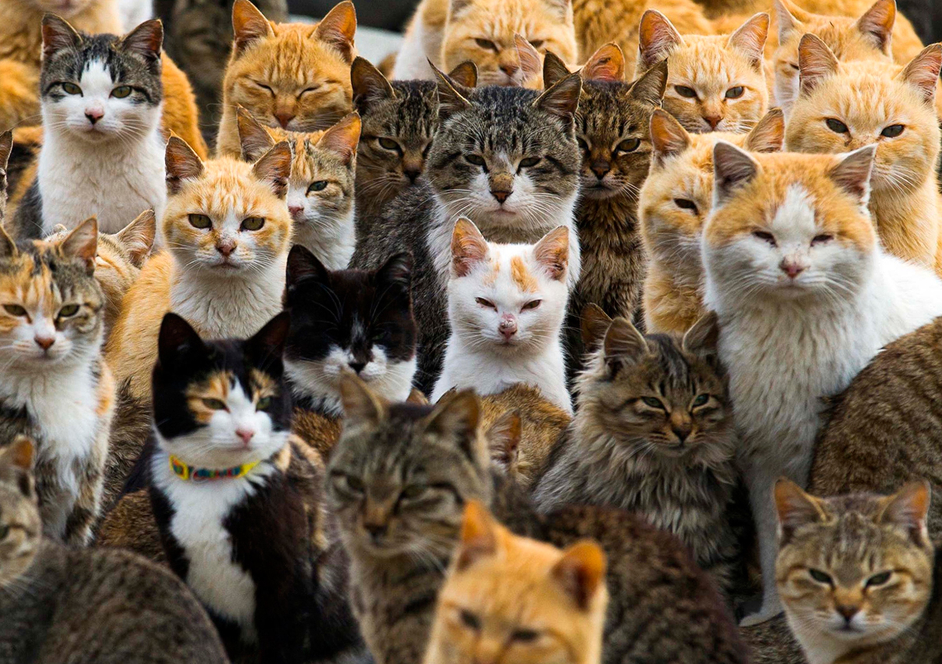 Aoshima, l'isola giapponese conquistata dai gatti