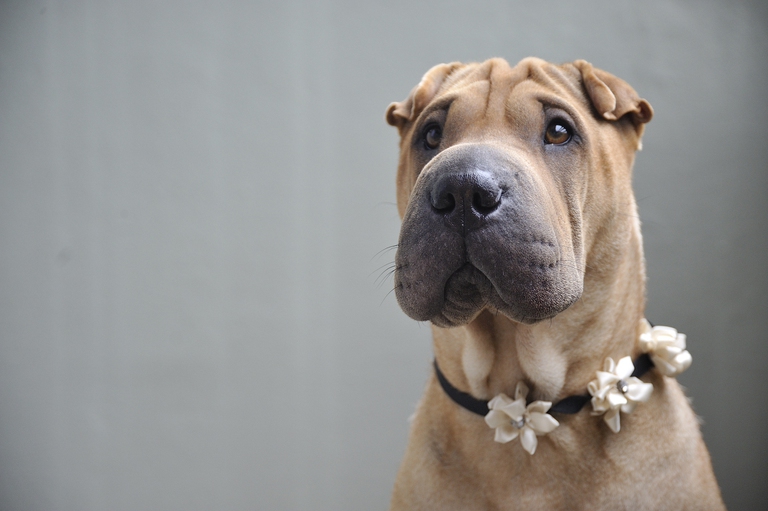 shar pei primo piano