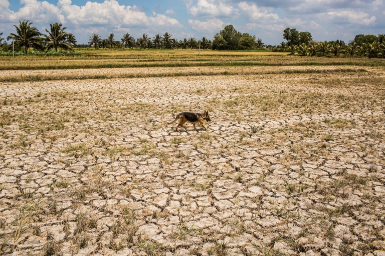 BEN TRE PROVINCE, VIETNAM - MAY 04: A dog walks over a drought hit plot of land on May 04, 2016 in Ben Tre Province, Vietnam.  Vietnam's Mekong Delta had been hit by its worst drought in 90 years caused by the El Nino weather patterns and hydroelectric dams. Based on reports, nearly 140,000 hectares of the Mekong Delta in Vietnam are bone dry and contaminated by salt water, as brine from the sea pushes up the delta's channels. People in affected regions are growing desperate to find water for basic needs and huge amount of the crops for the coming harvest in Vietnam's Mekong Delta, which produces about half of the country's rice, have been spoiled.   (Photo by Christian Berg/Getty Images)