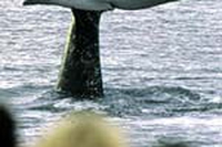 A Sorrento vinto il primo round contro il Giappone