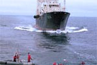 Caccia alle balene finita in anticipo (di nuovo)