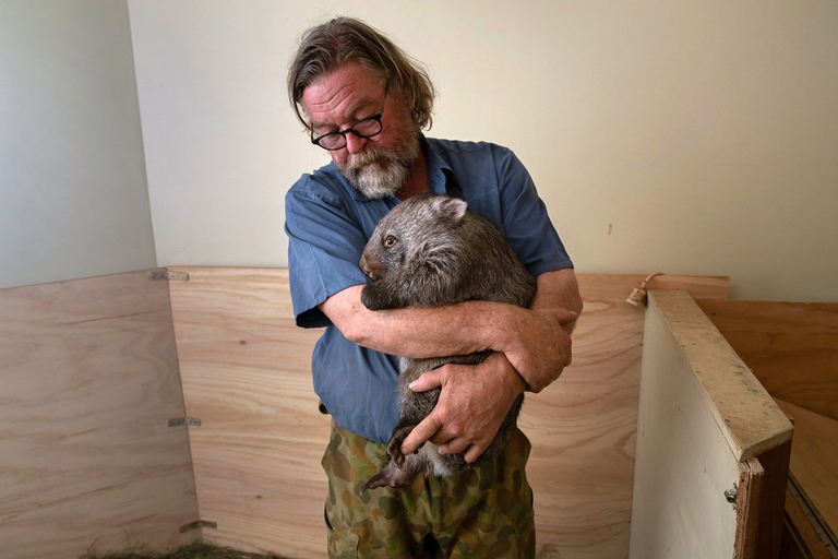 Vombato tratto in salvo dalle fiamme