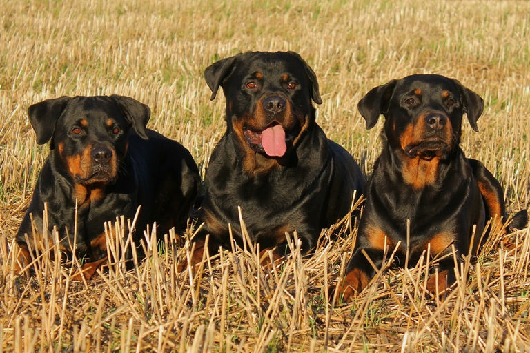 3 rott