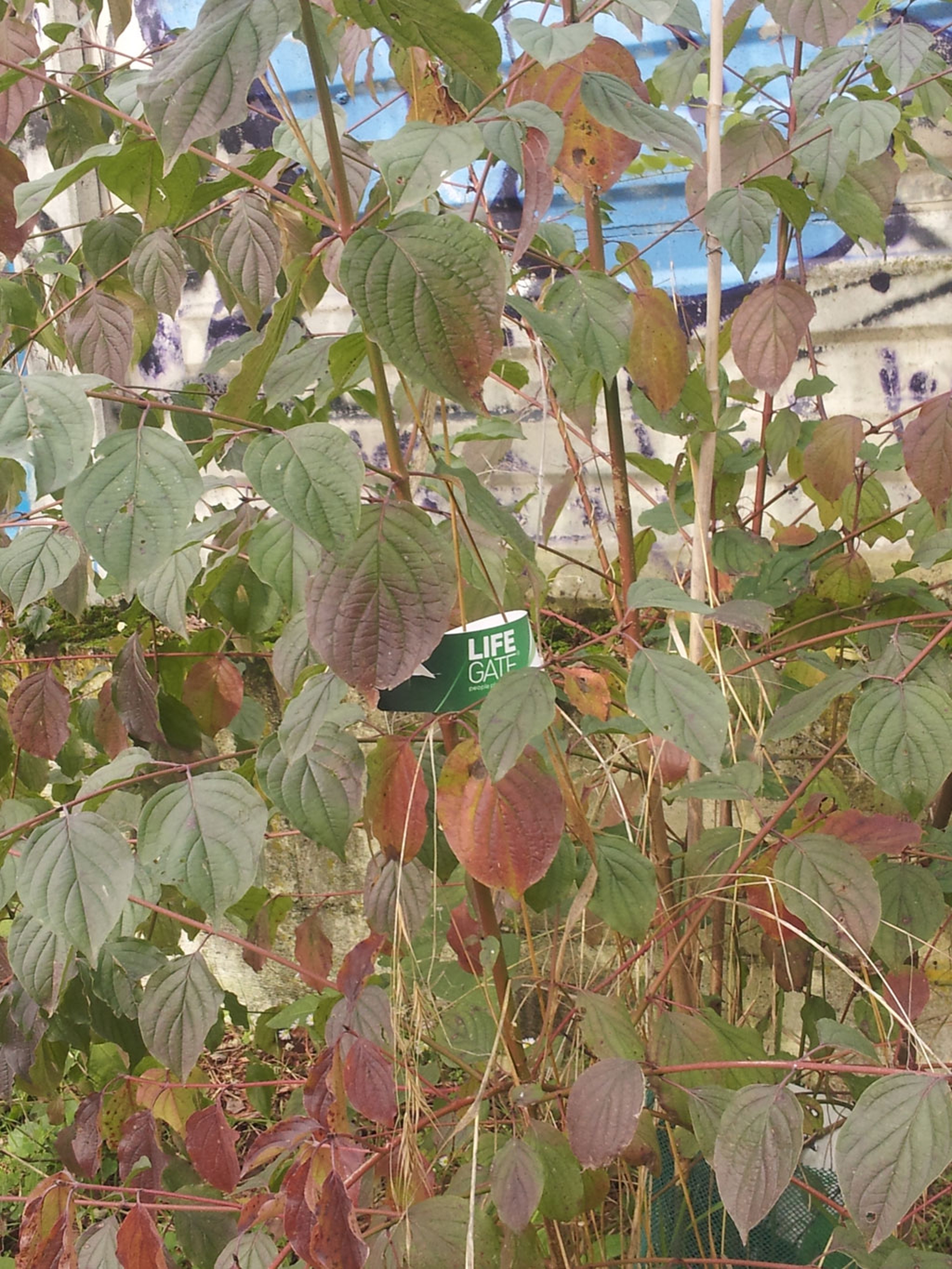 Riqualificazione Naviglio Grande di Milano