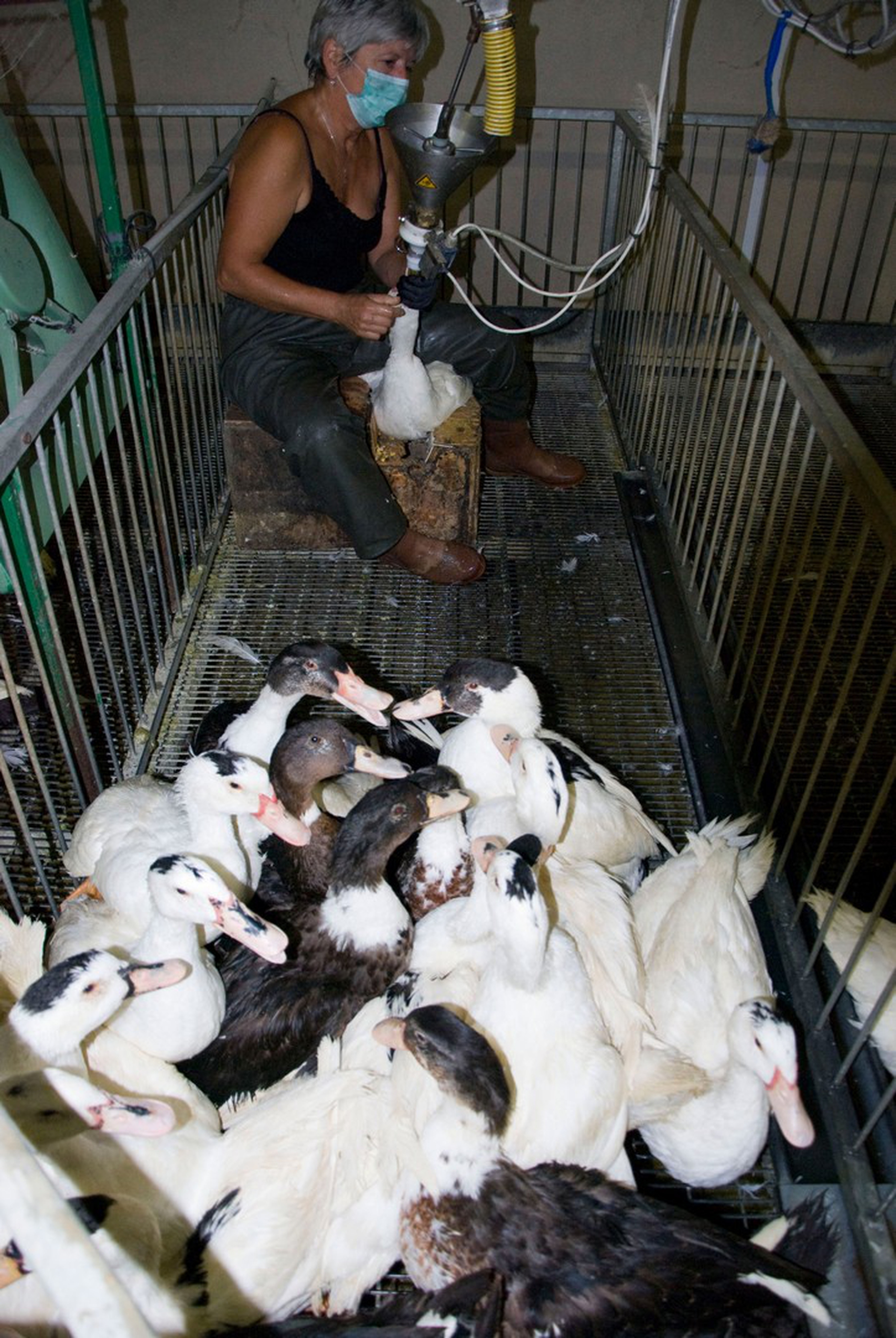 Le anatre vengono riempite di cibo