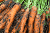 Gli alimenti bio sono più sani