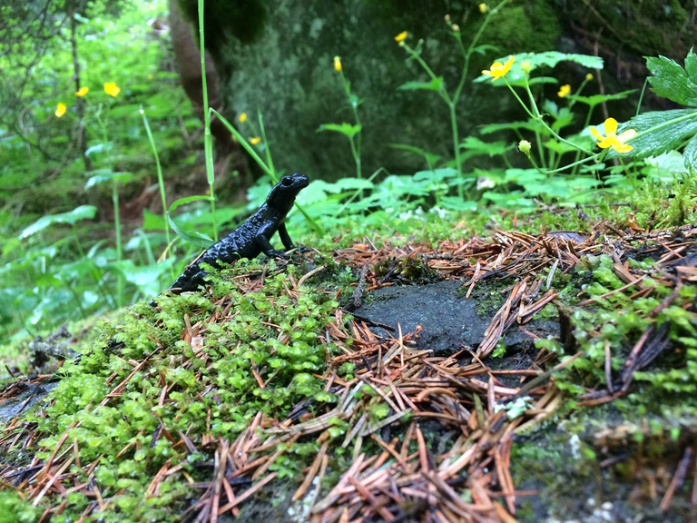 Salamandra atra in Austria