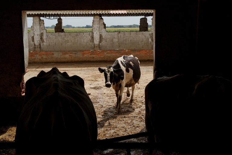 cibo alimentazione carne clima