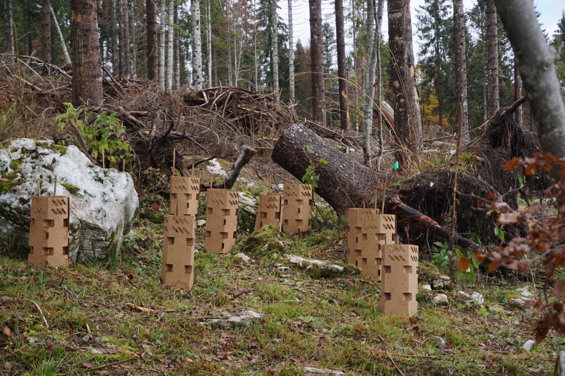 Gli alberi pronti per essere piantati