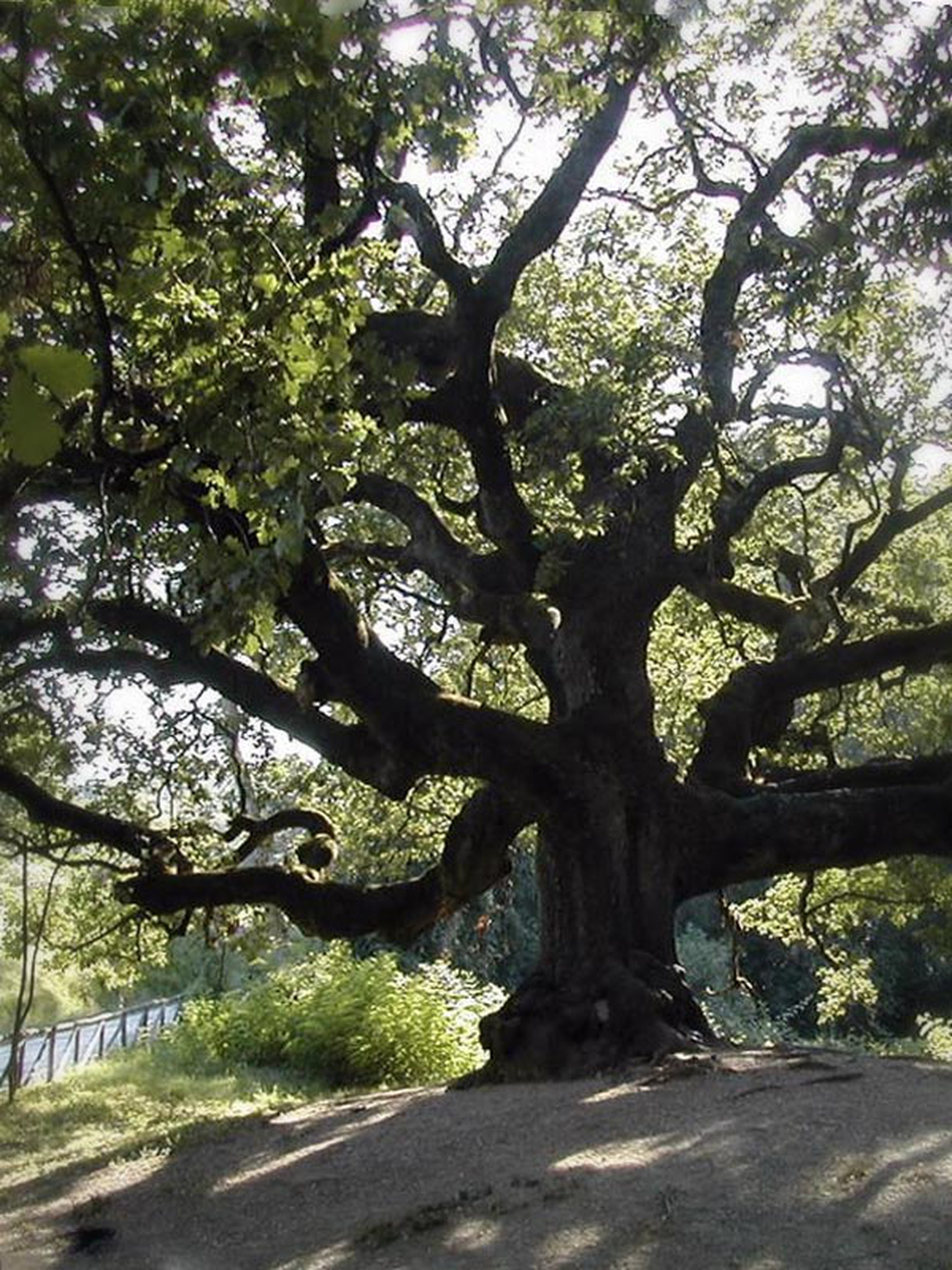 10 maestosi alberi monumentali da andare a trovare