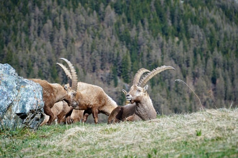 stambecchi nel parco del Gran Paradiso