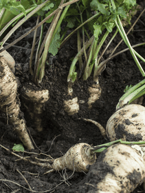 Radici in cucina, quali sono e come si usano