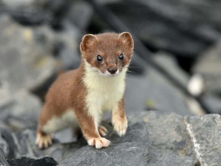 Ermellino animali con la E