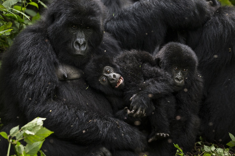 Gorilla di montagna in Congo
