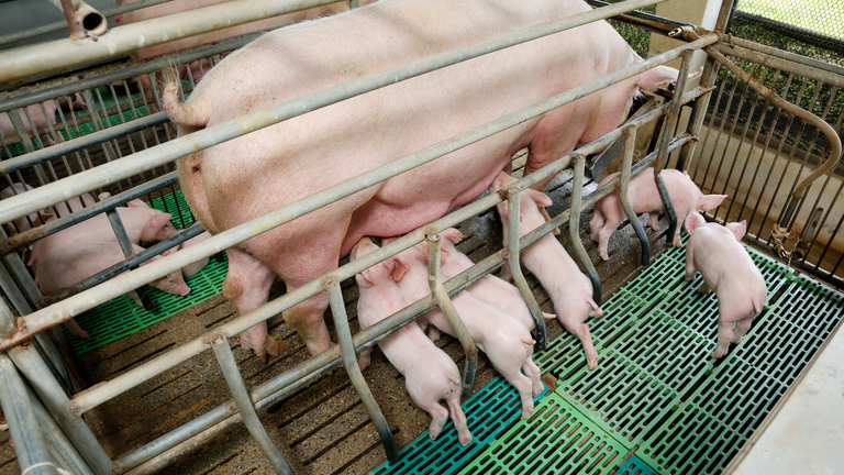 allevamento suini