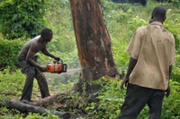 Quanto valgono le foreste del Kenya