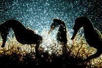 Underwater Photographer of the Year 2018, the magic of the marine world in the winning photos