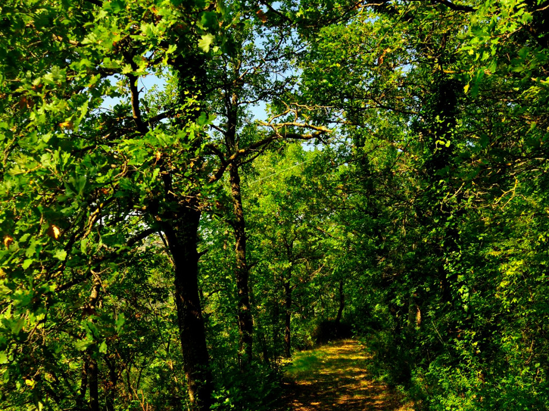 Boschi e foreste in Italia