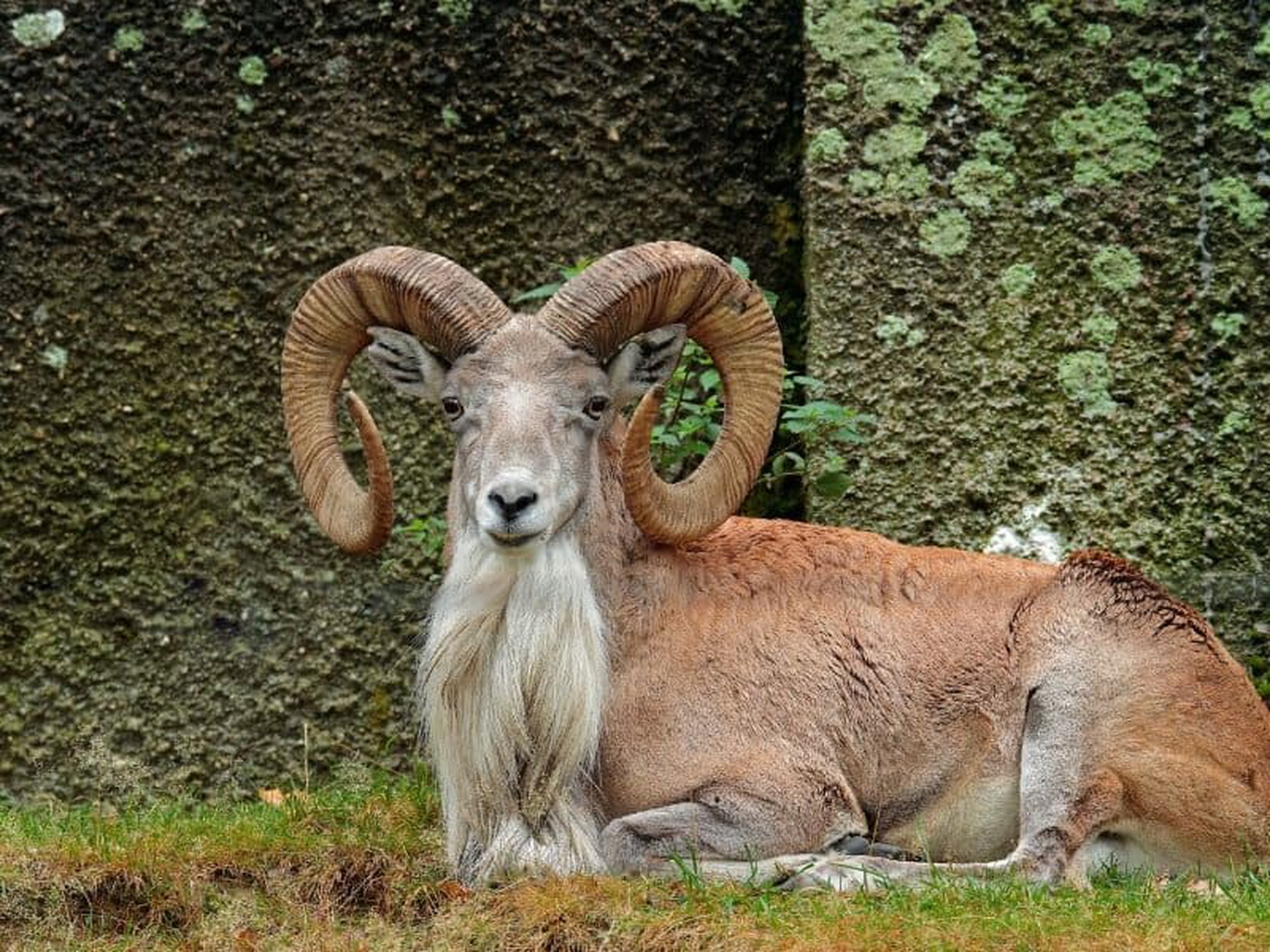 Urial animali con la U