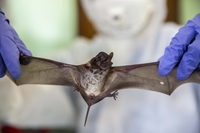 Covid-19, secondo l’Oms molto probabile il passaggio da animali a umani