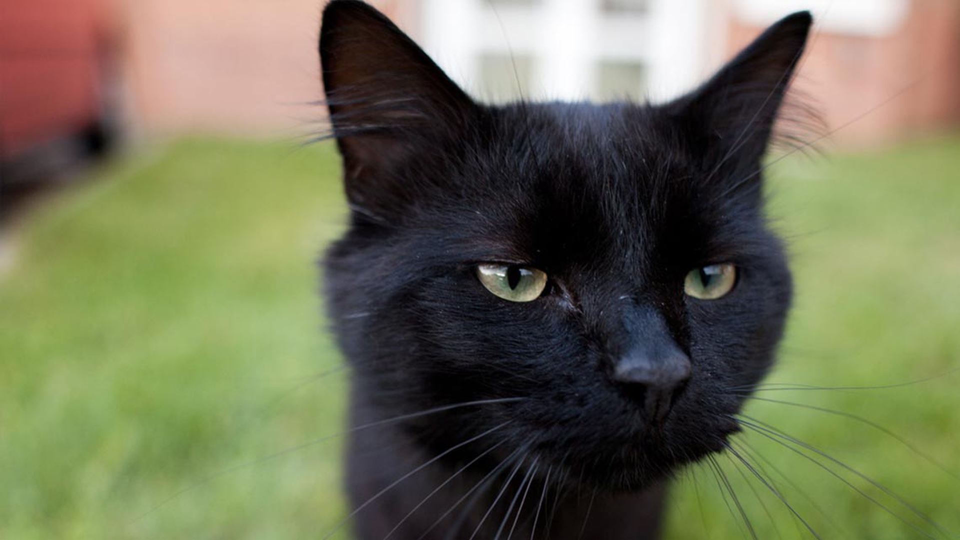 gatto-nero-curioso