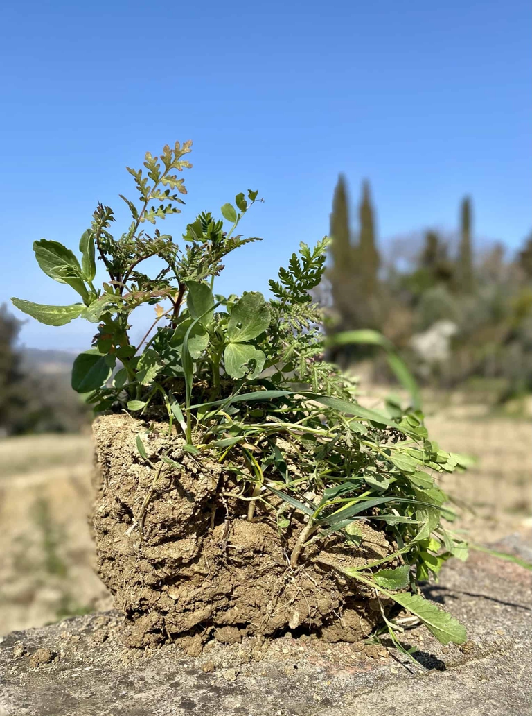 agricoltura biodinamica