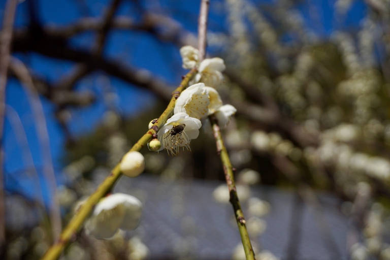 Insect ume flowers 