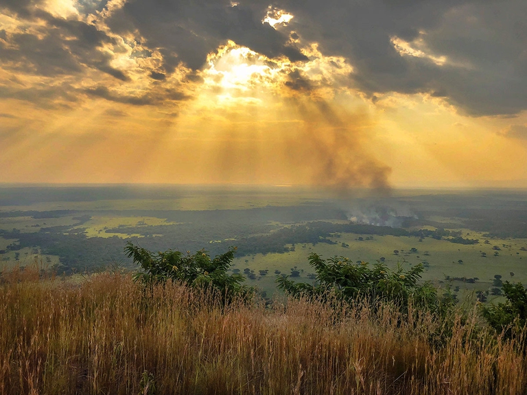 gorilla di montagna, virunga, congo