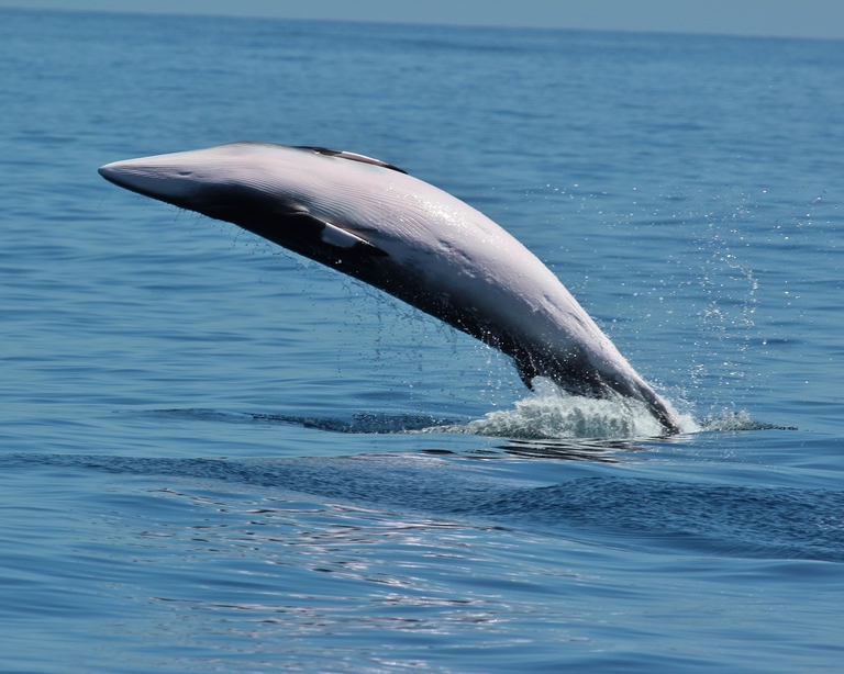 Minke whale jumping