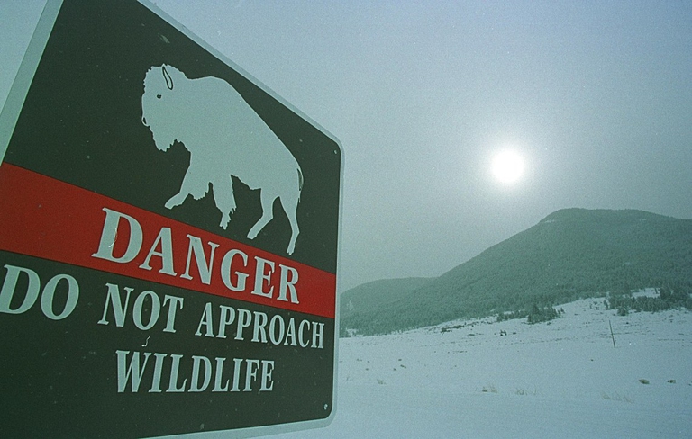 Tourists are warned of the dangers of approaching wildlife, but some choose not to listen