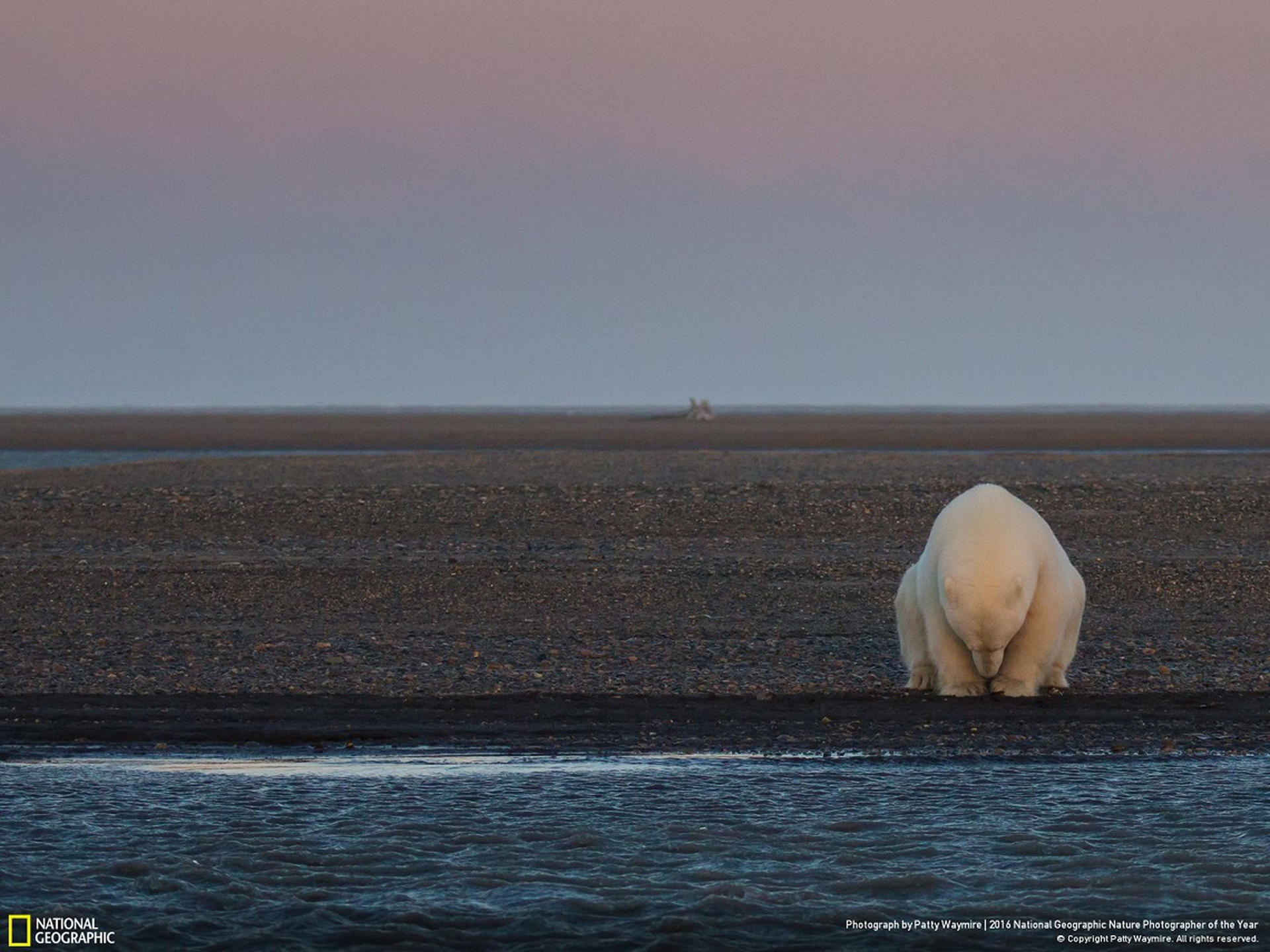 No snow, no ice? - National Geographic Nature Photographer of the Year