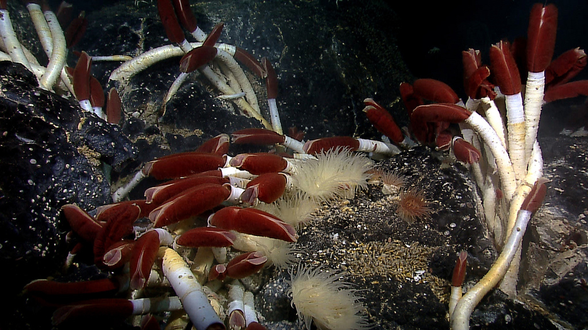 Riftia Tubeworms near a Hydrothermal Vent