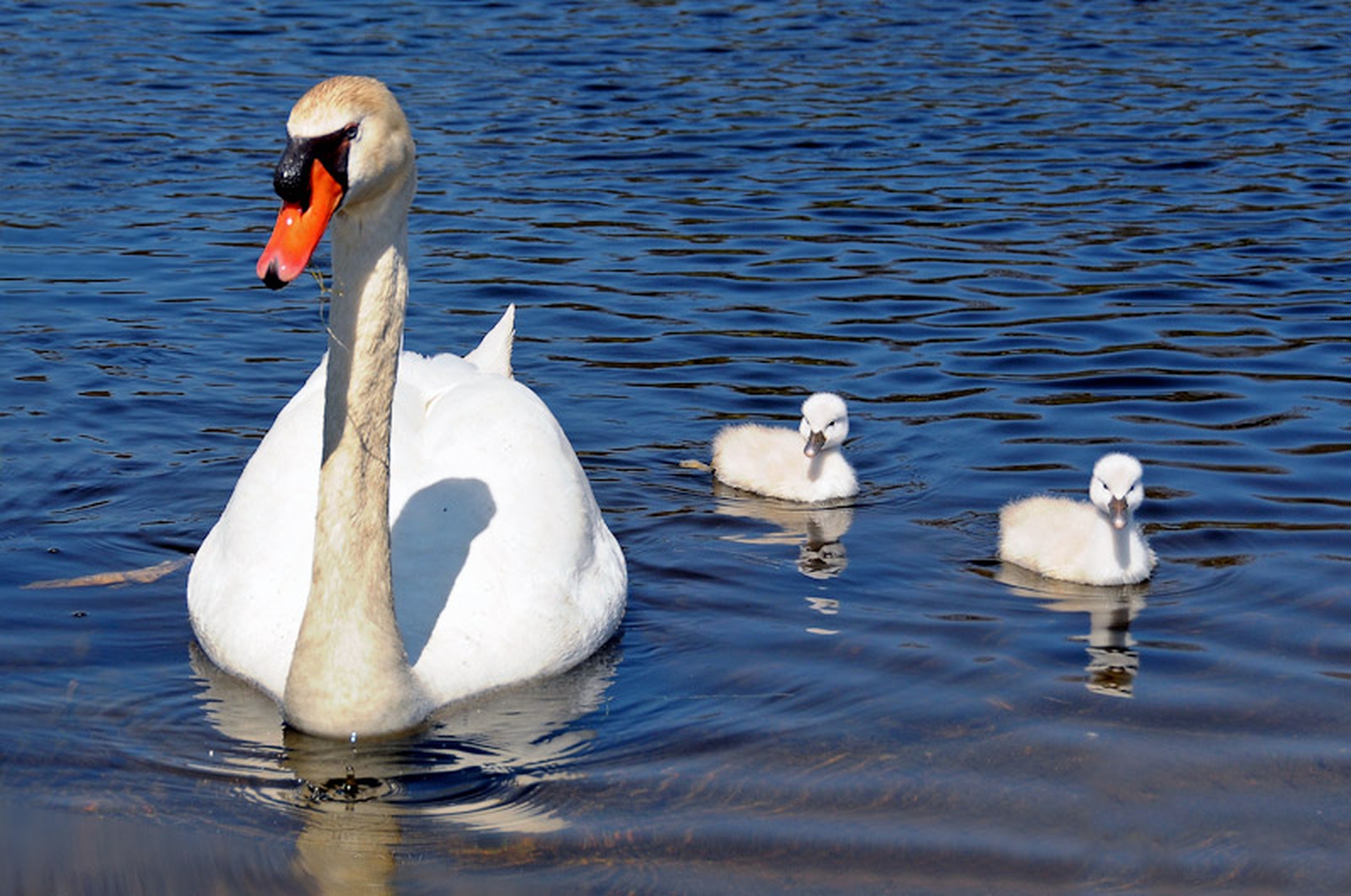 Il papà cigno e i pulcini