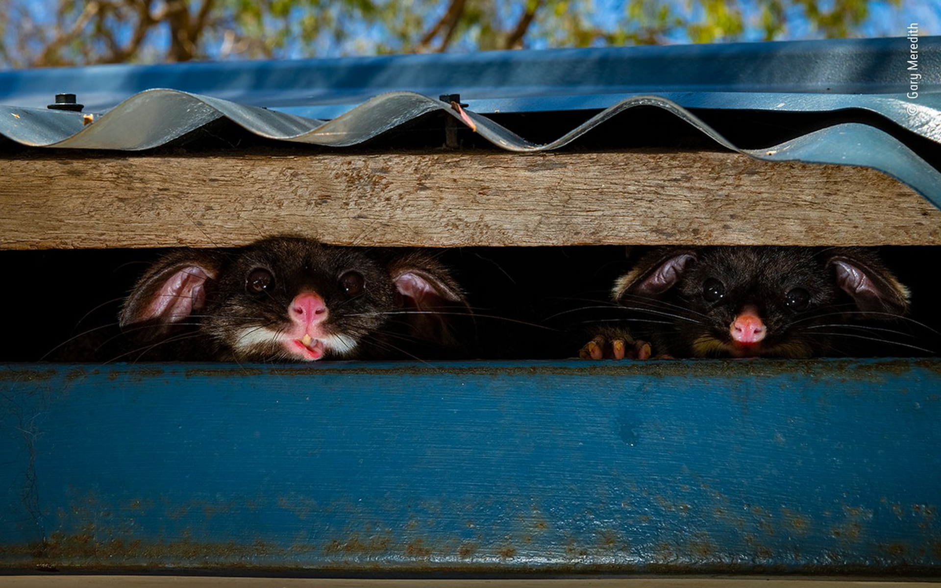 Peeking possums