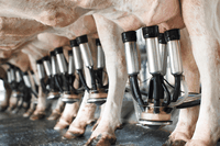 L’industria del latte non è meno crudele di quella della carne