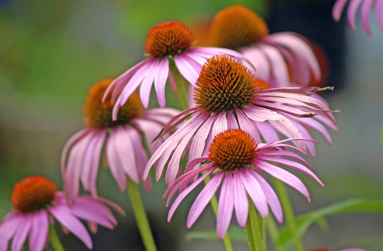 echinacea vaccino antinfluenzale naturale