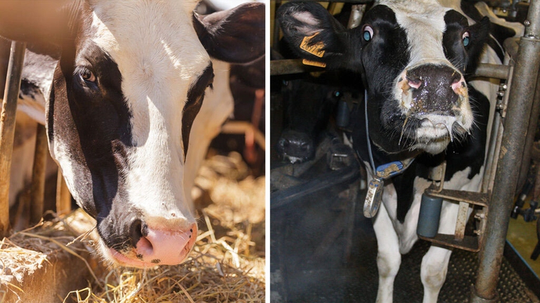 Le pubblicità ingannevoli dell'industria della carne e del latte