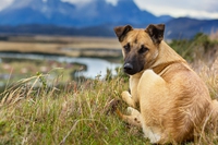Ghiandole perianali nel cane, i problemi e le possibili prevenzioni